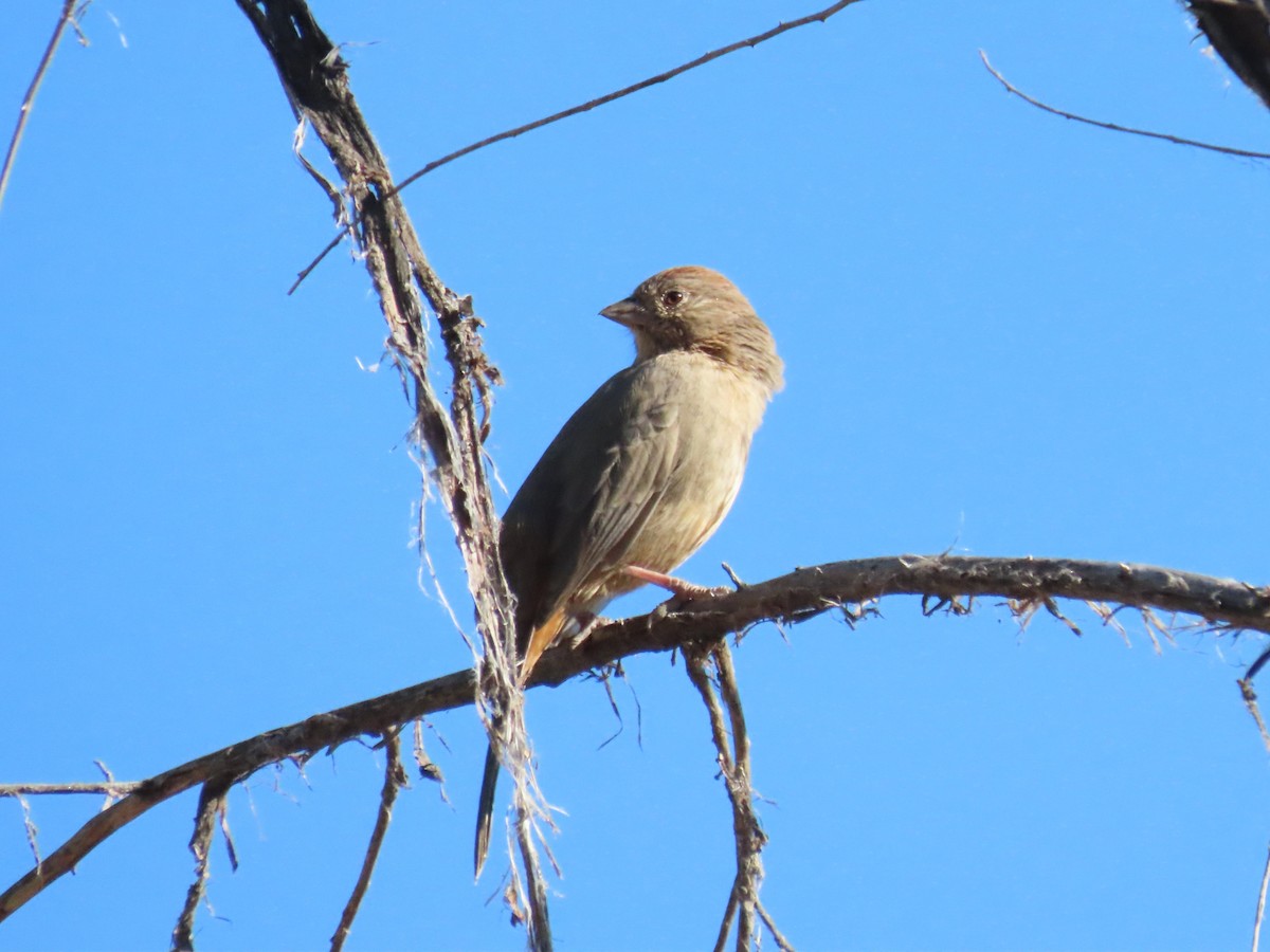 Бурый тохи - ML642723799