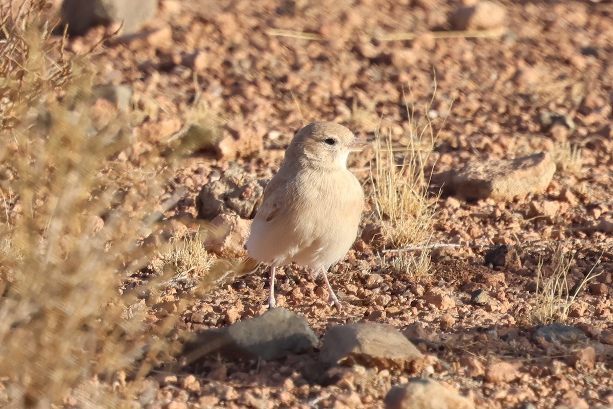 Allodola del deserto minore - ML642723827