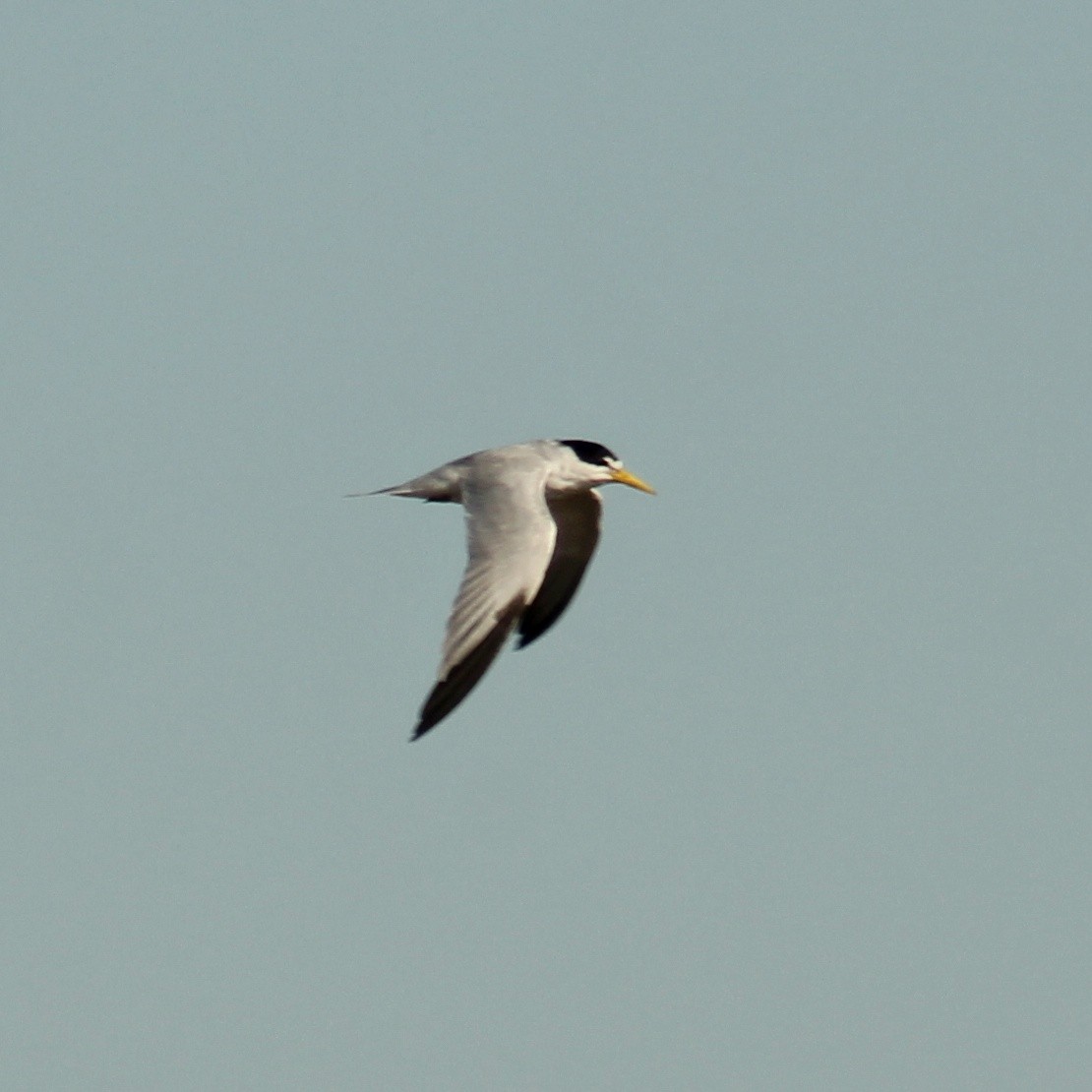 Yellow-billed Tern - ML642723839