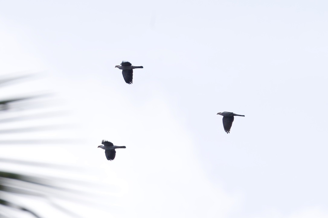 Carpophage à double huppe - ML642723871