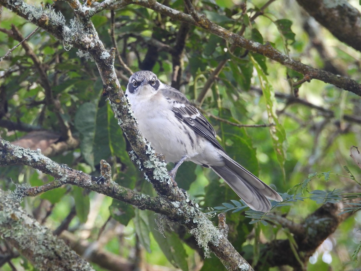 Galapagos Mockingbird - ML642723896