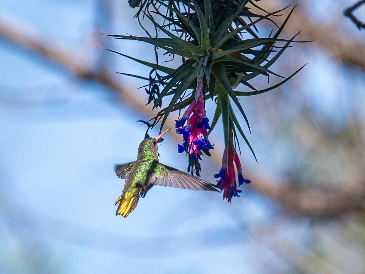 Gilded Hummingbird - ML642723900