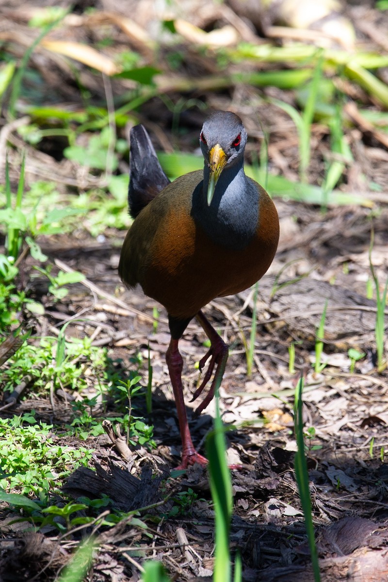 Gray-cowled Wood-Rail - ML642723913