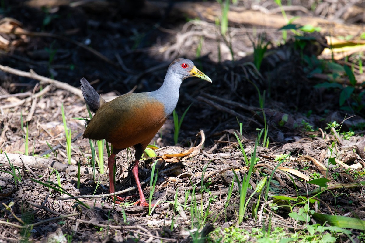 Gray-cowled Wood-Rail - ML642723914