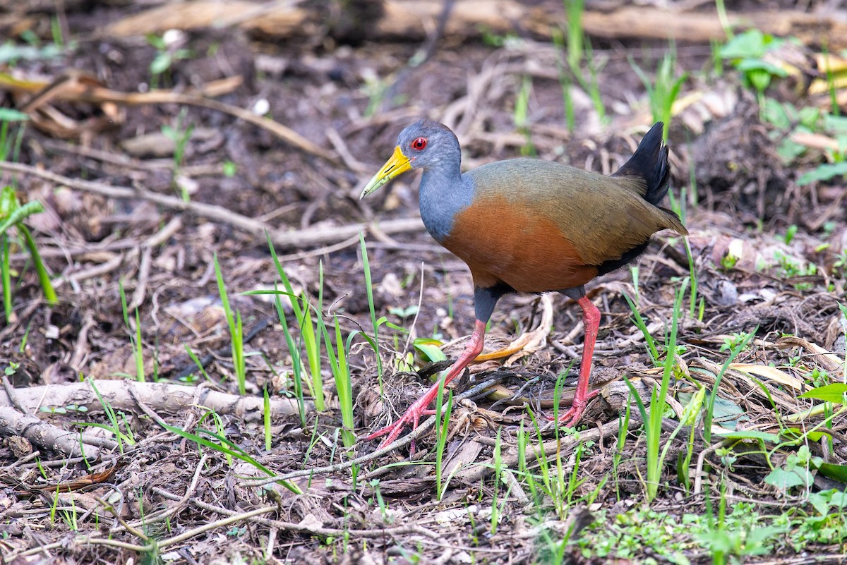 Gray-cowled Wood-Rail - ML642723915