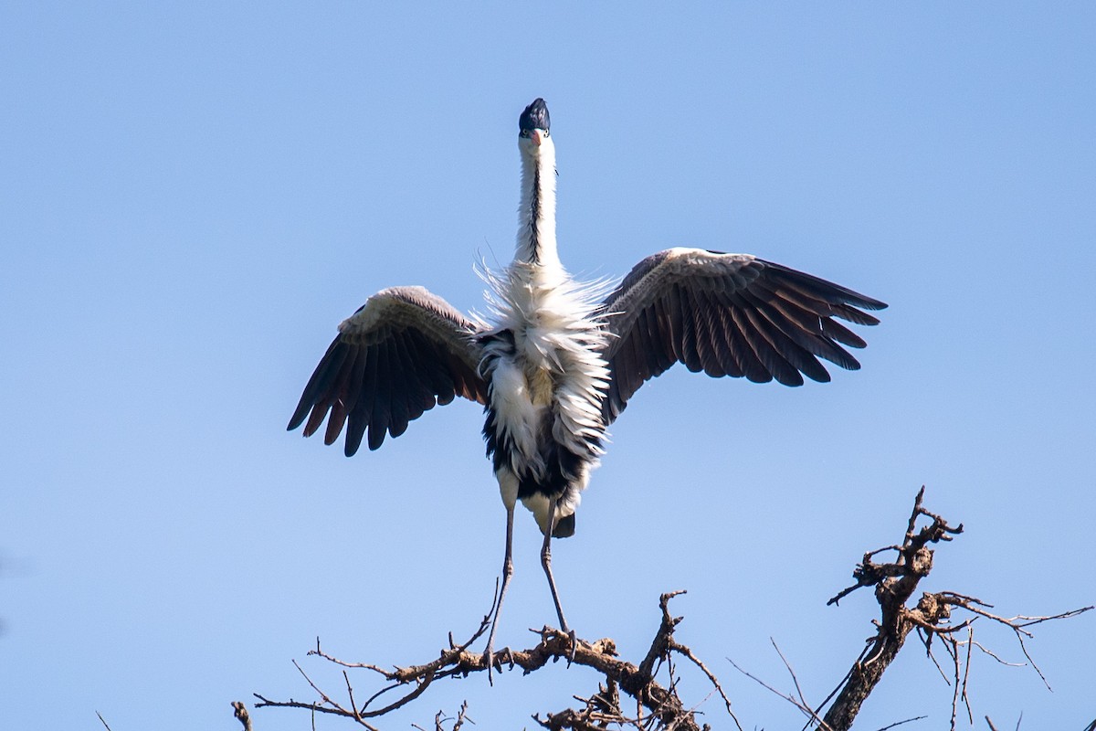 Cocoi Heron - ML642723922