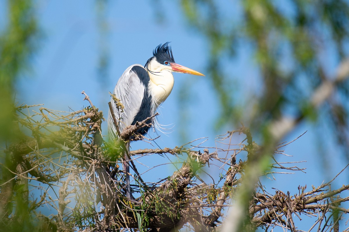 Cocoi Heron - ML642723923
