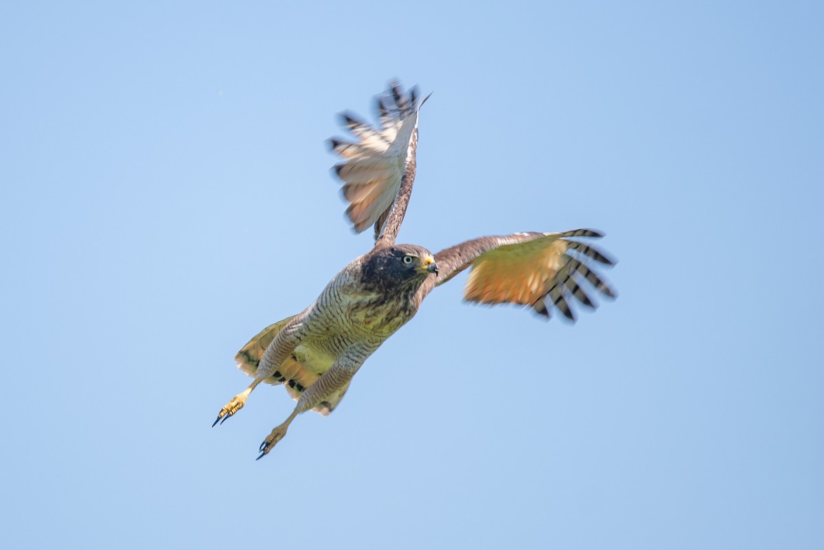 Roadside Hawk - ML642723934