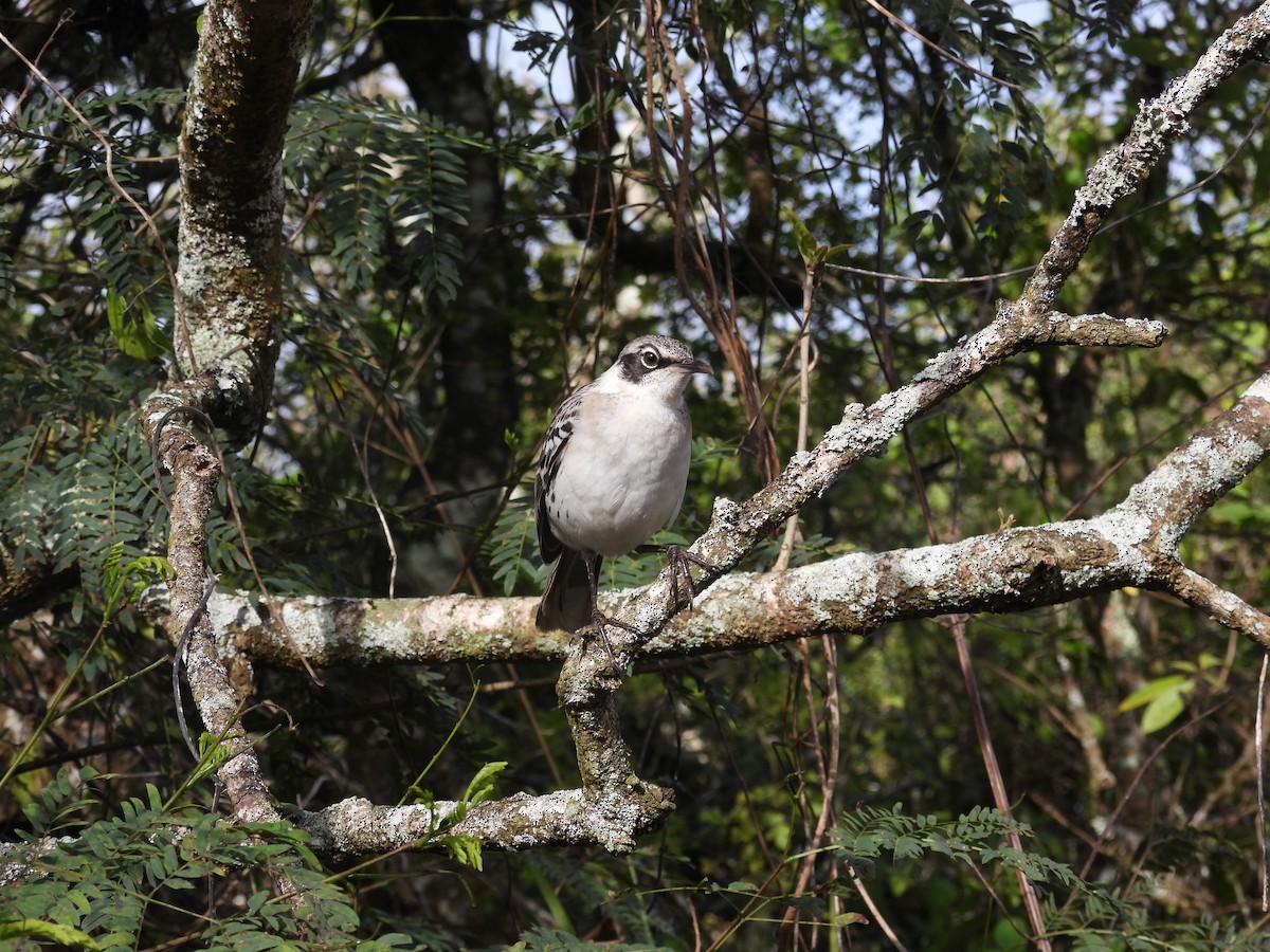 Galapagos Mockingbird - ML642723938
