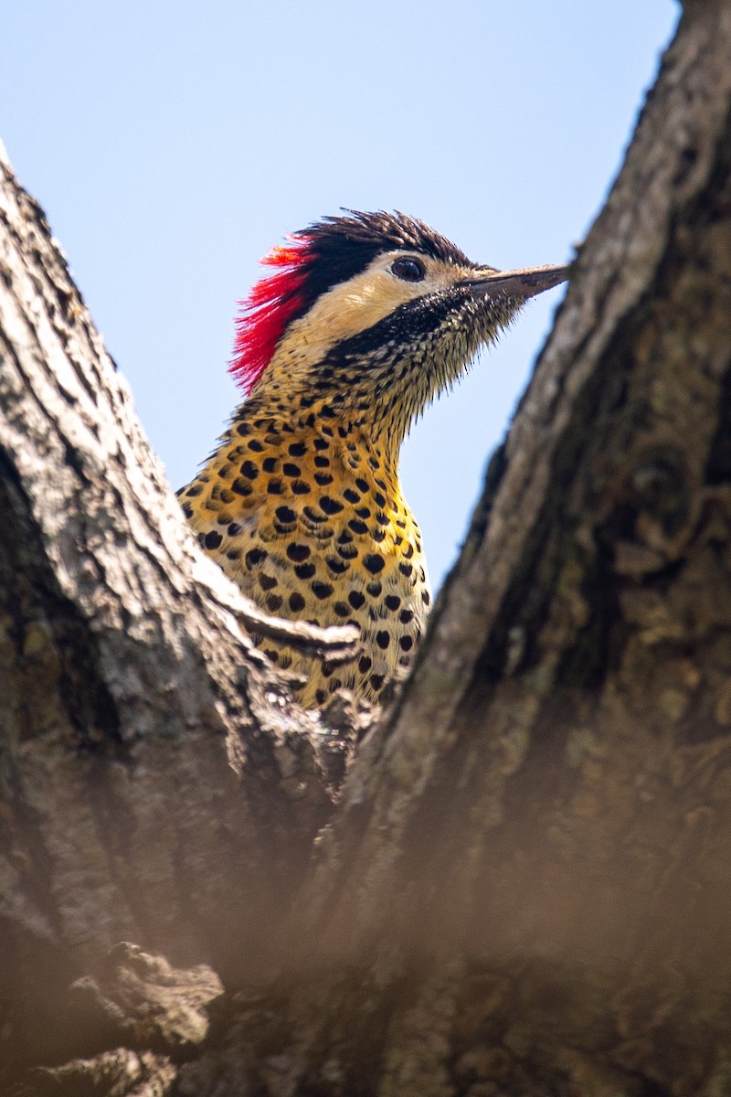 Green-barred Woodpecker - ML642723939