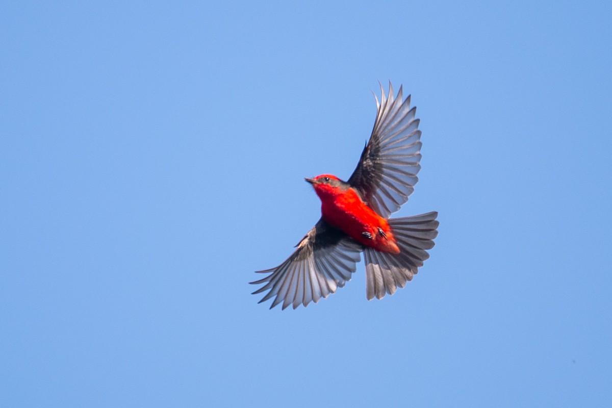 Vermilion Flycatcher - ML642723969