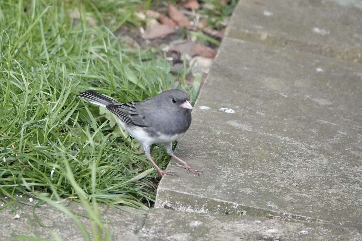 Dark-eyed Junco - ML642723985