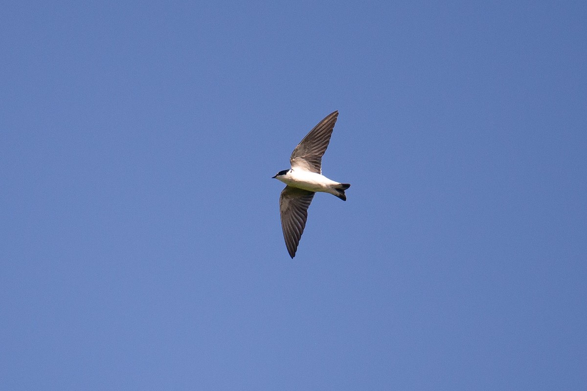 White-rumped Swallow - ML642723986