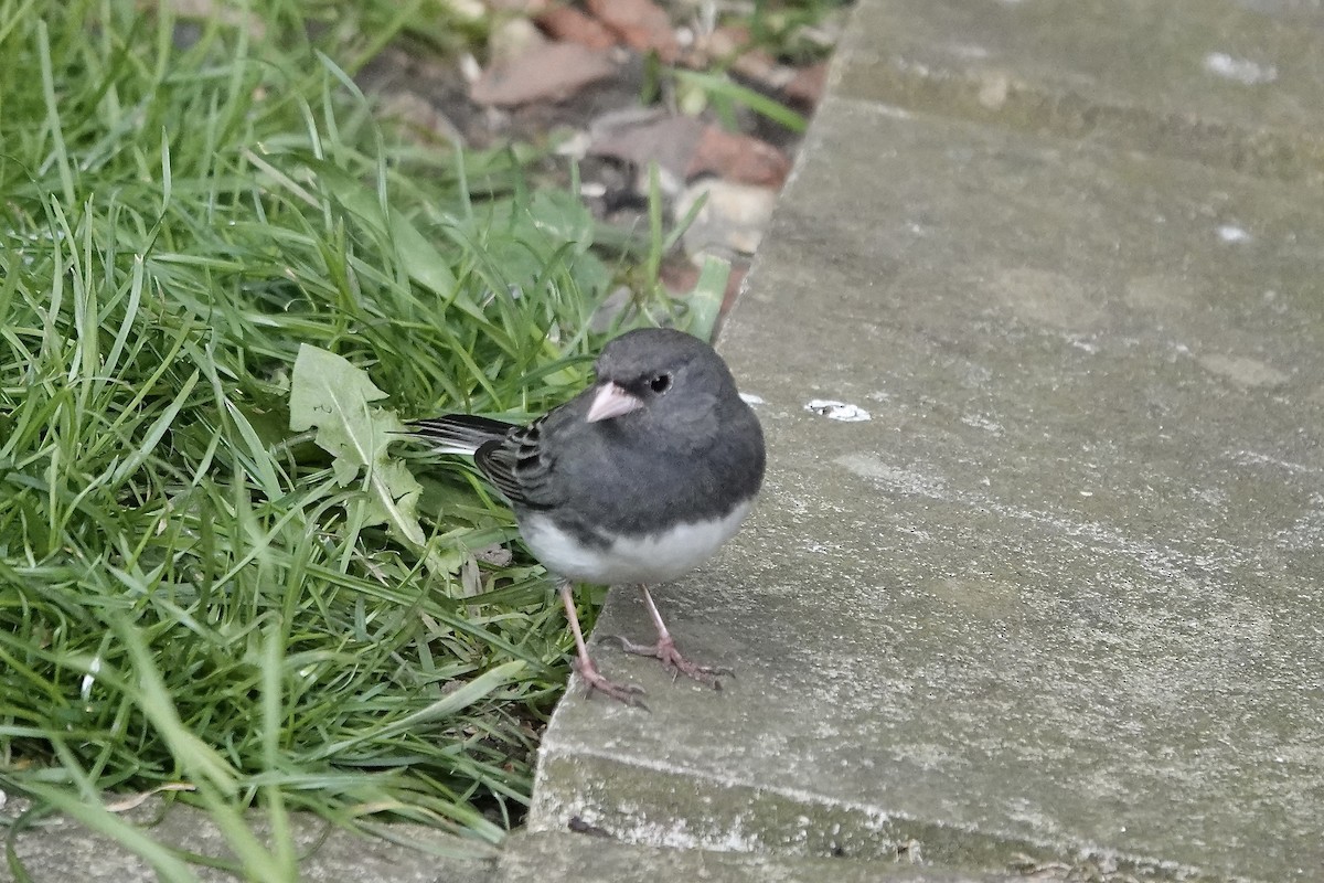 Dark-eyed Junco - ML642723987