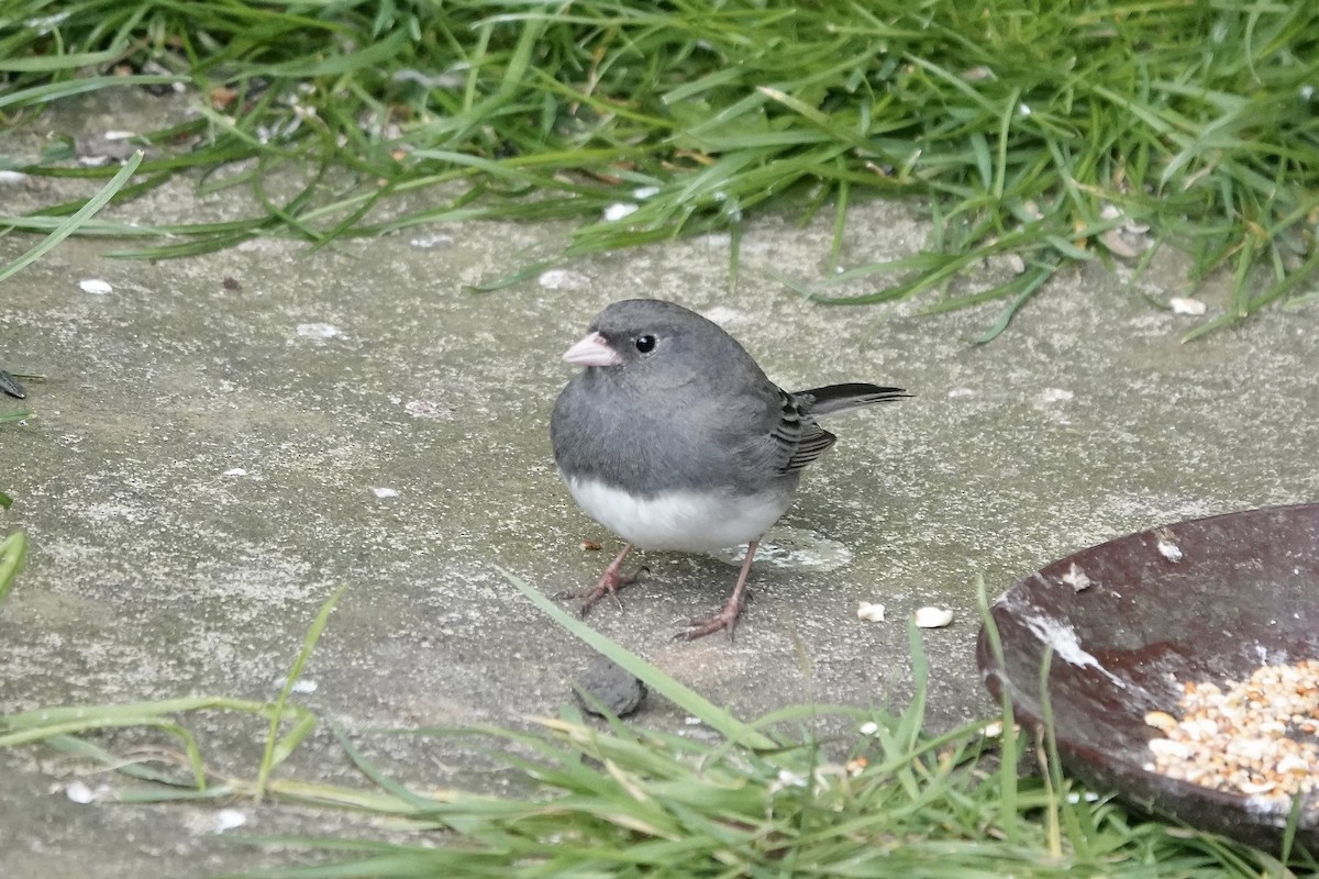 Dark-eyed Junco - ML642723989
