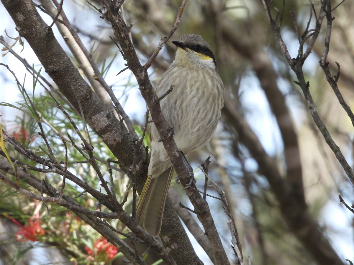 Singing Honeyeater - ML642723992
