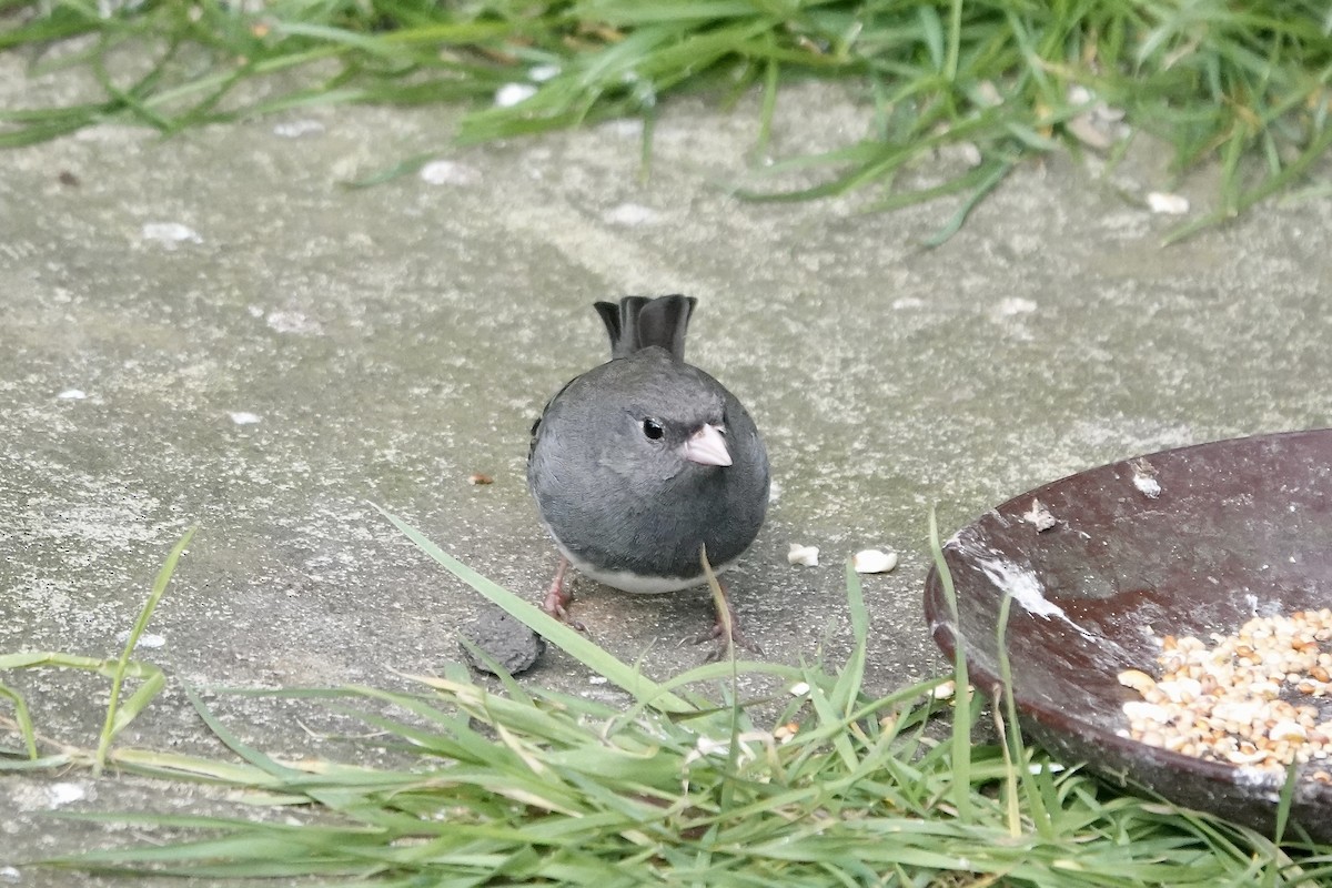 Dark-eyed Junco - ML642723994