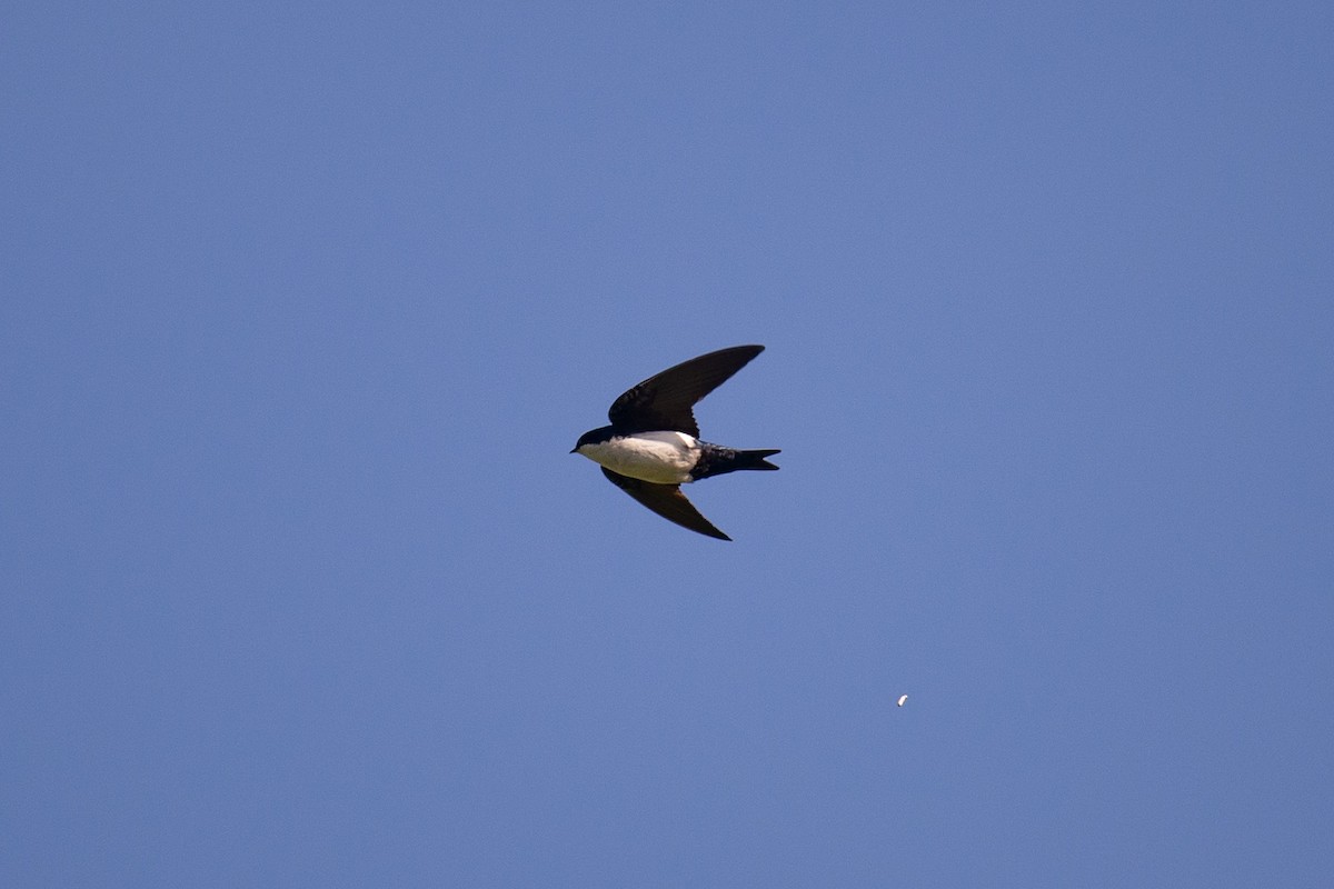Blue-and-white Swallow - ML642723995