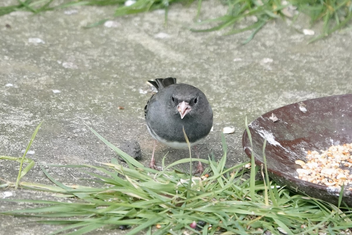 Dark-eyed Junco - ML642723996