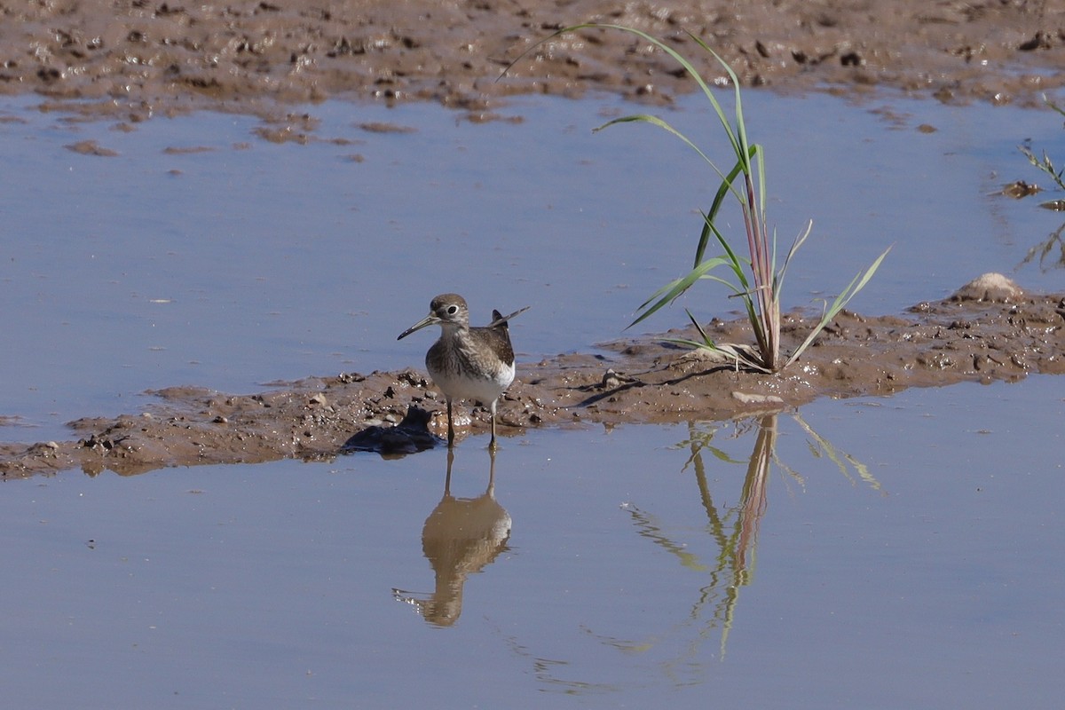 Solitary Sandpiper - ML642724032
