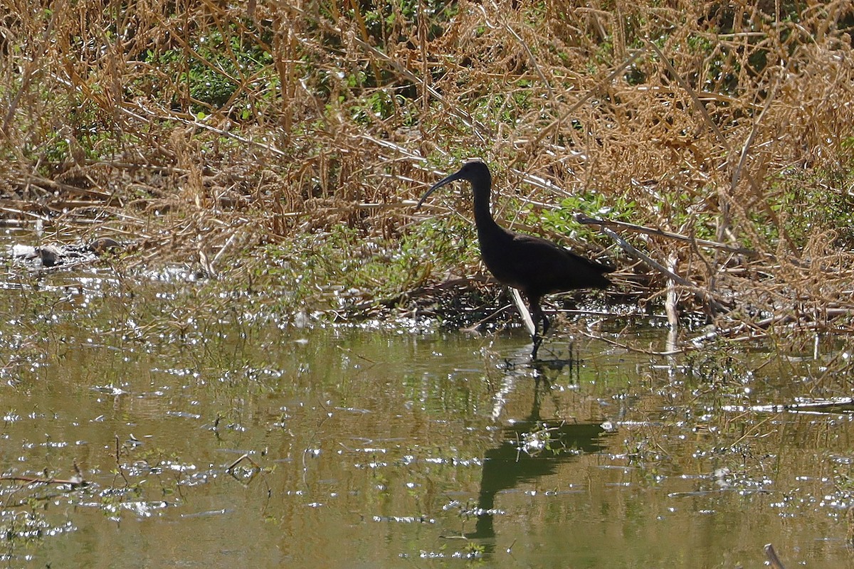 White-faced Ibis - ML642724048