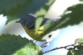 Magnolia Warbler - ML642724057