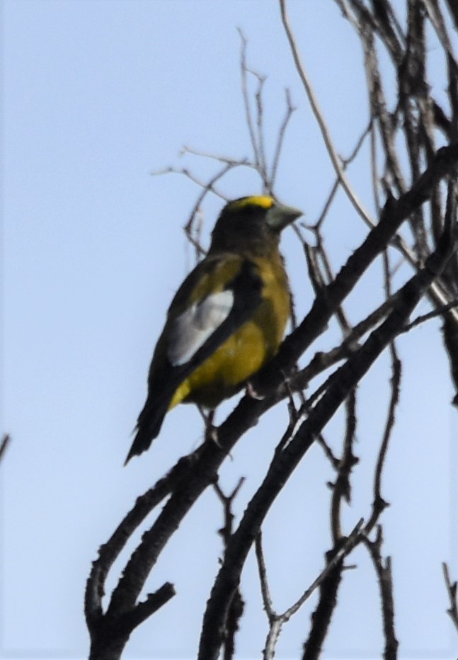 Evening Grosbeak - ML642724065