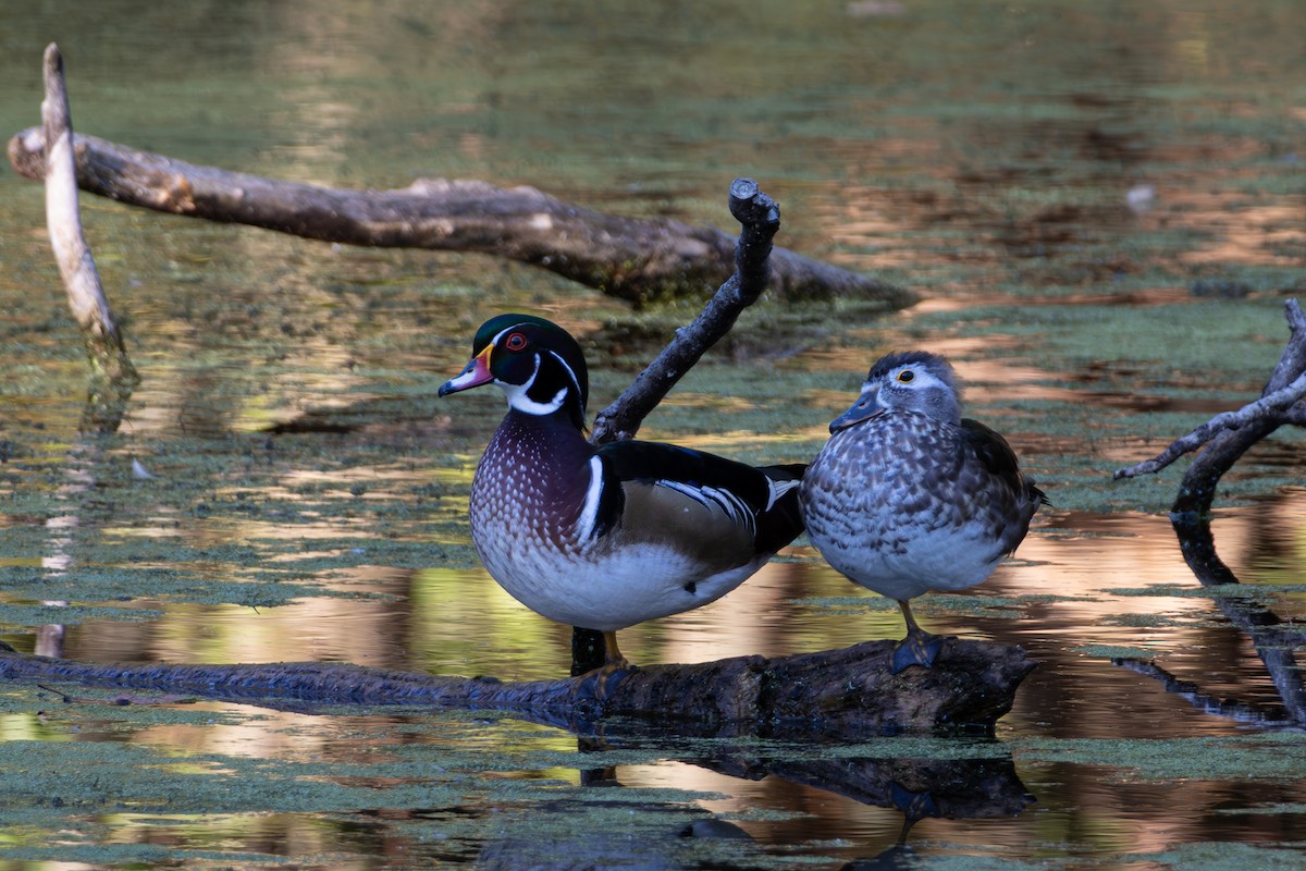 Wood Duck - ML642724071