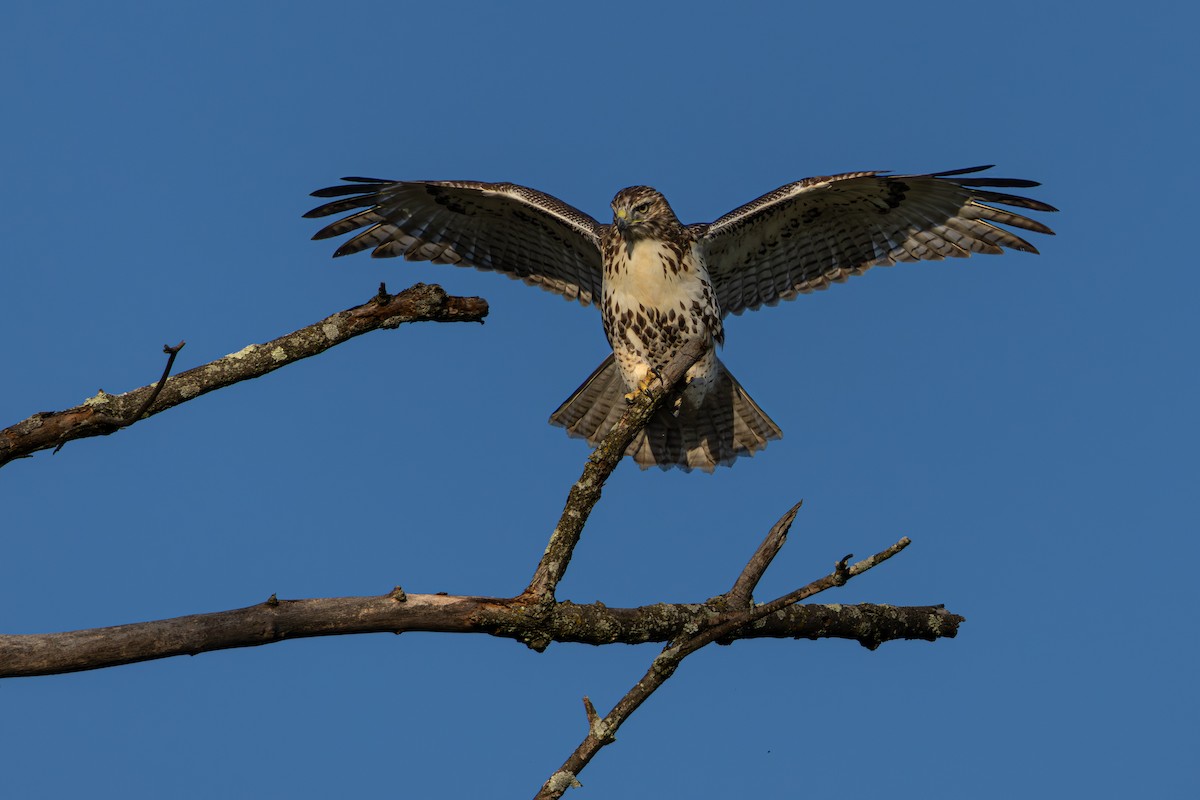 Red-tailed Hawk - ML642724078