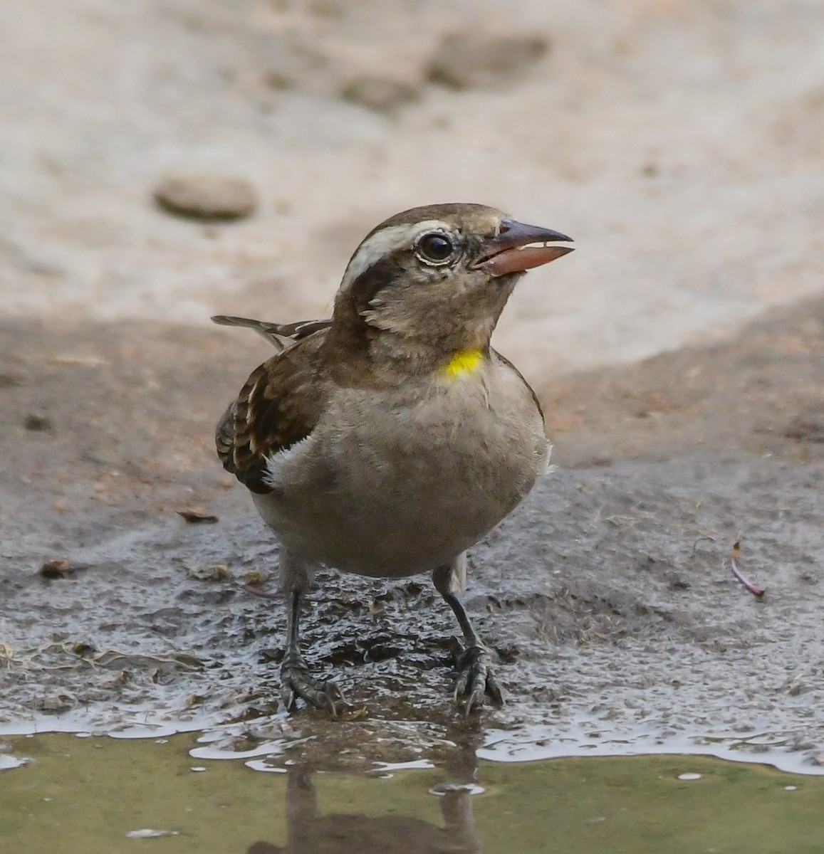 Yellow-throated Bush Sparrow - ML642724089