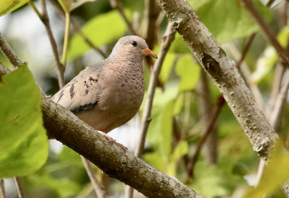 Common Ground Dove - ML642724090