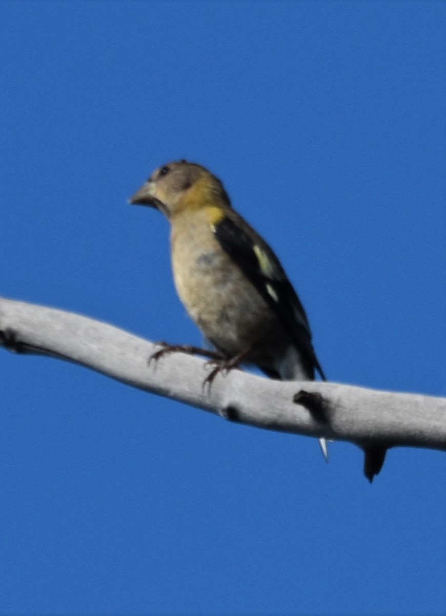 Evening Grosbeak - ML642724111