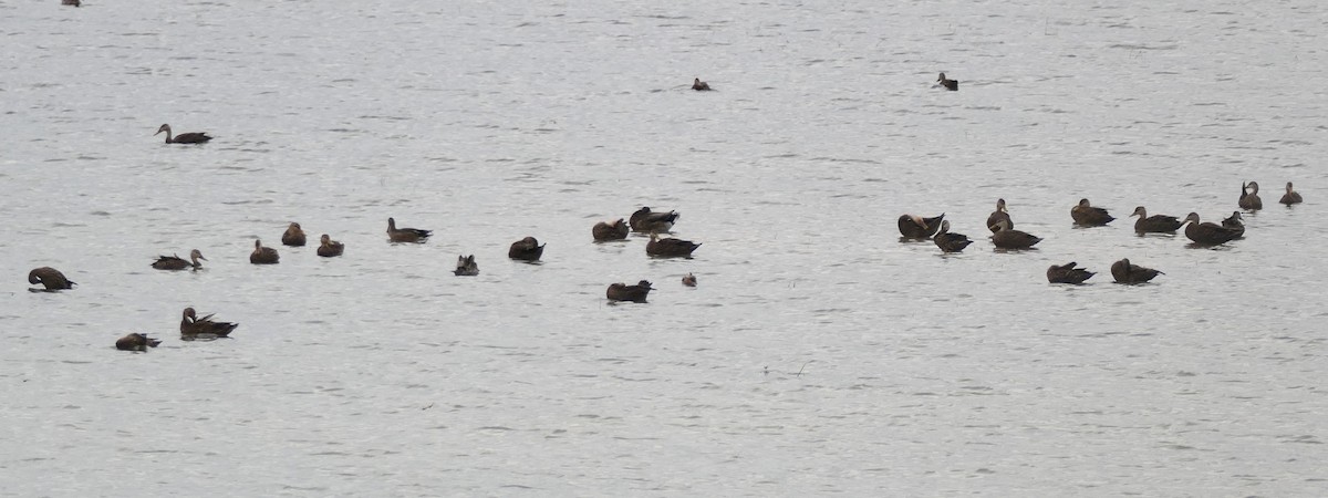 Mottled Duck - ML642724125