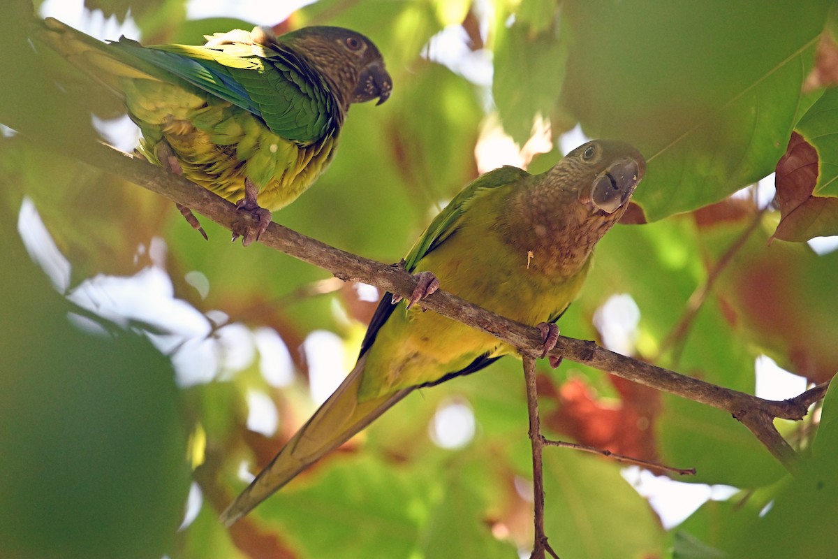 Brown-throated Parakeet - ML642724138