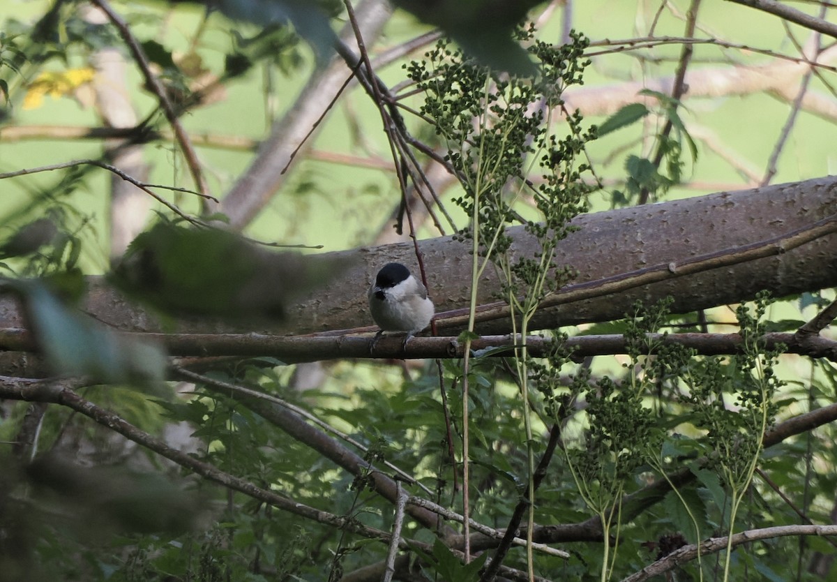 Marsh Tit - ML642724141