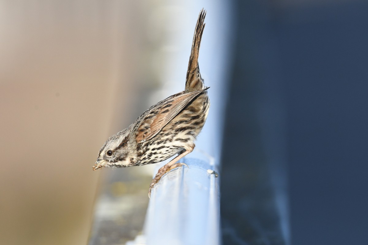 Song Sparrow - ML642724214