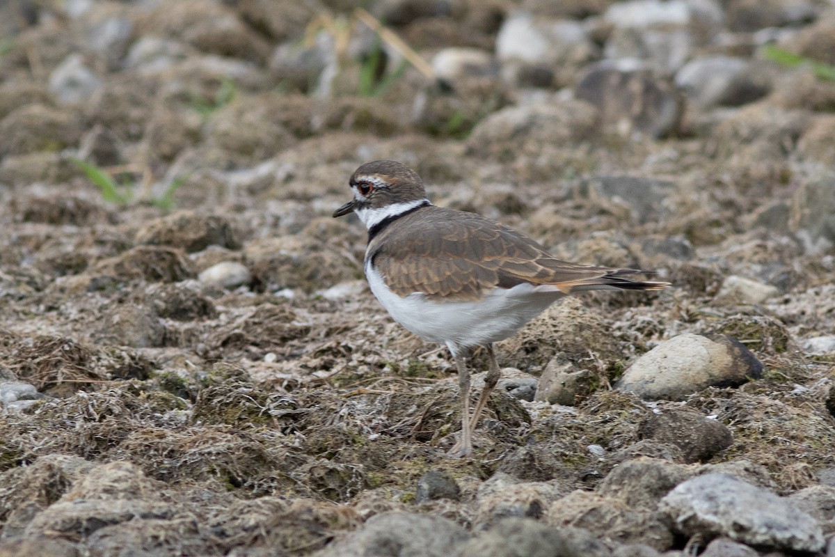Killdeer - ML642724216