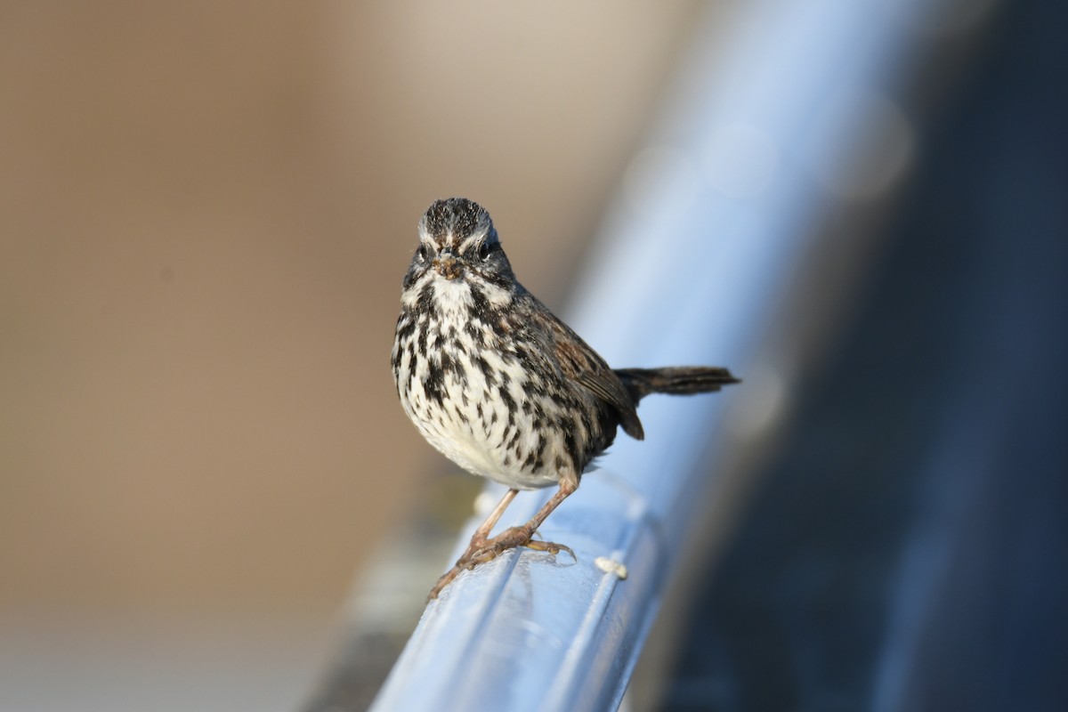 Song Sparrow - ML642724220
