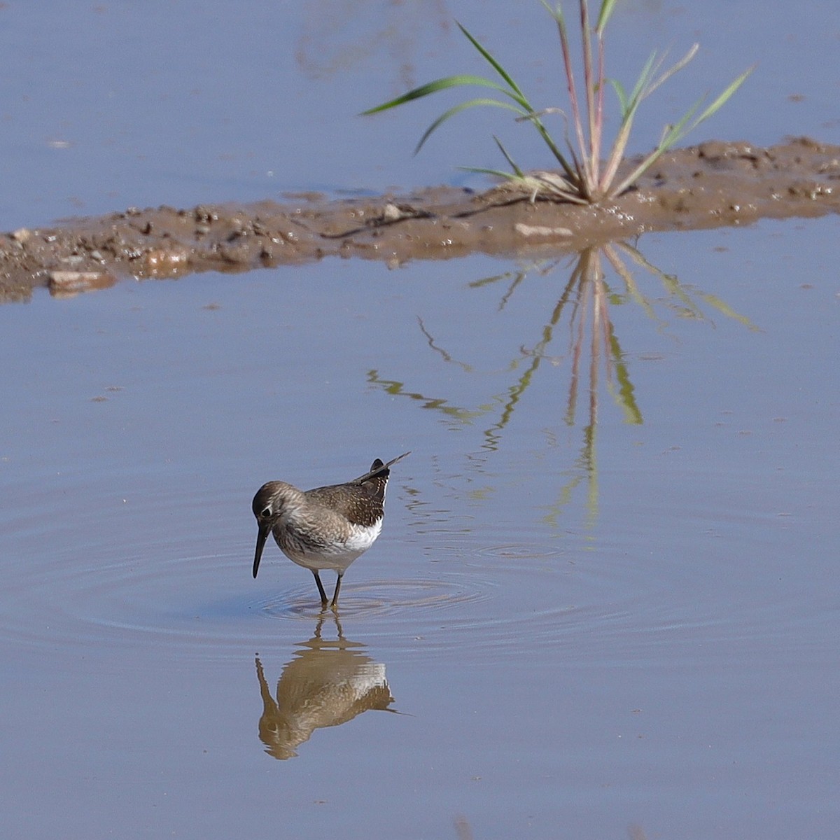 Solitary Sandpiper - ML642724233