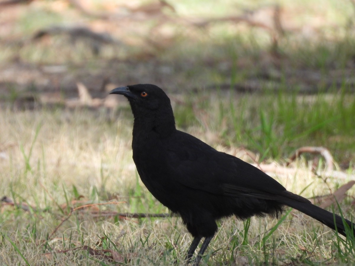 White-winged Chough - ML642724267