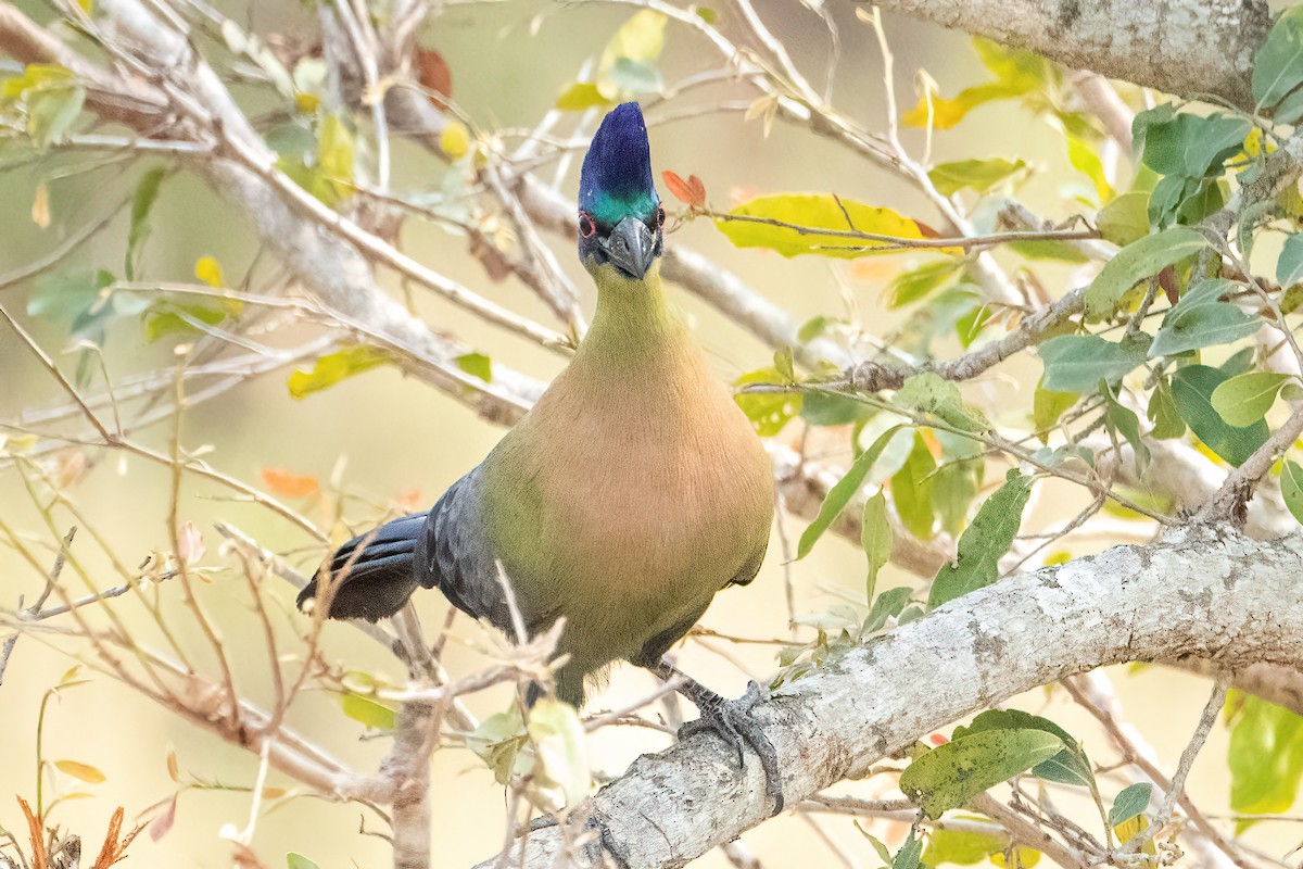 Purple-crested Turaco - ML642724296