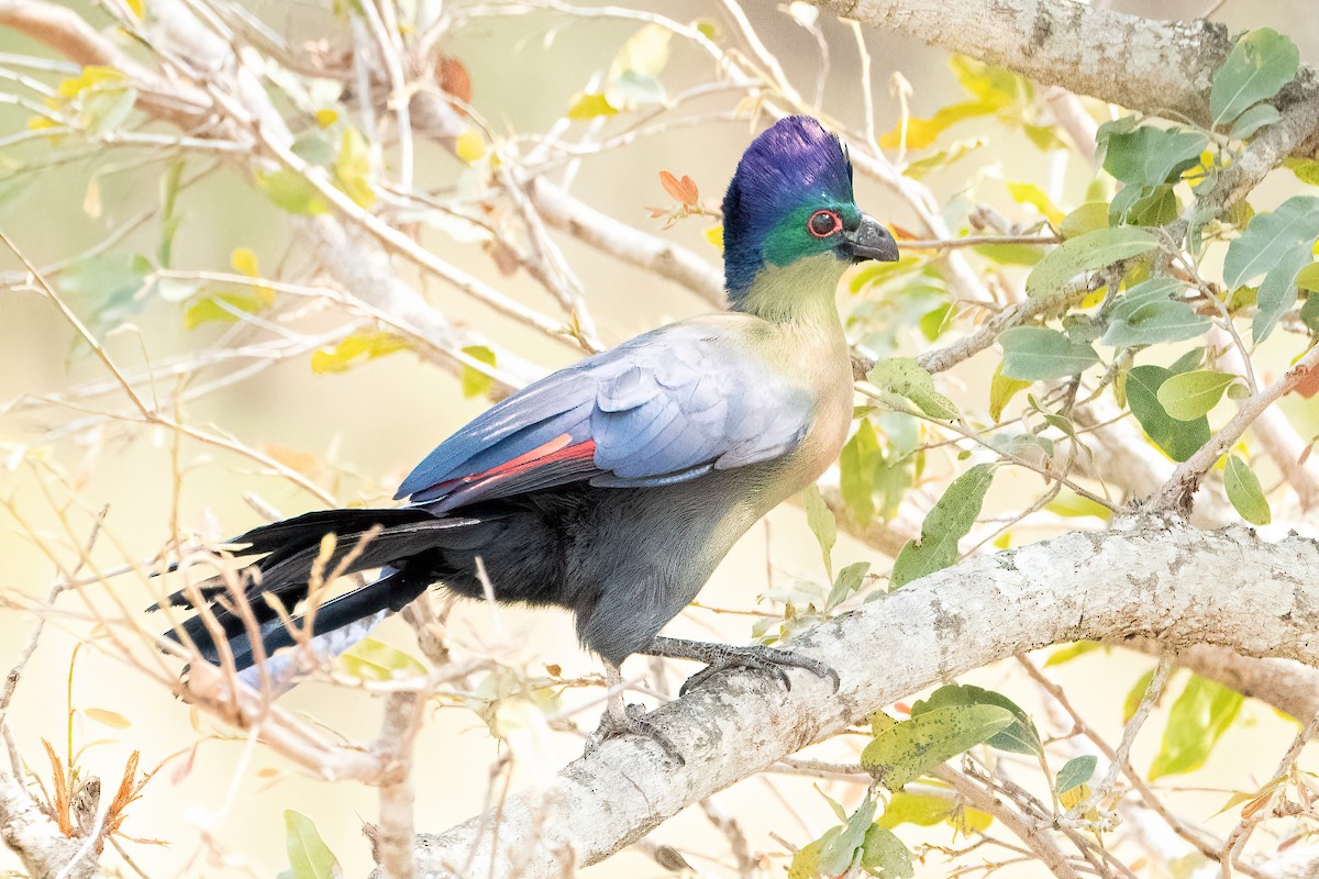 Purple-crested Turaco - ML642724297
