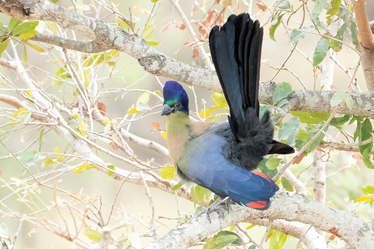 Purple-crested Turaco - ML642724298