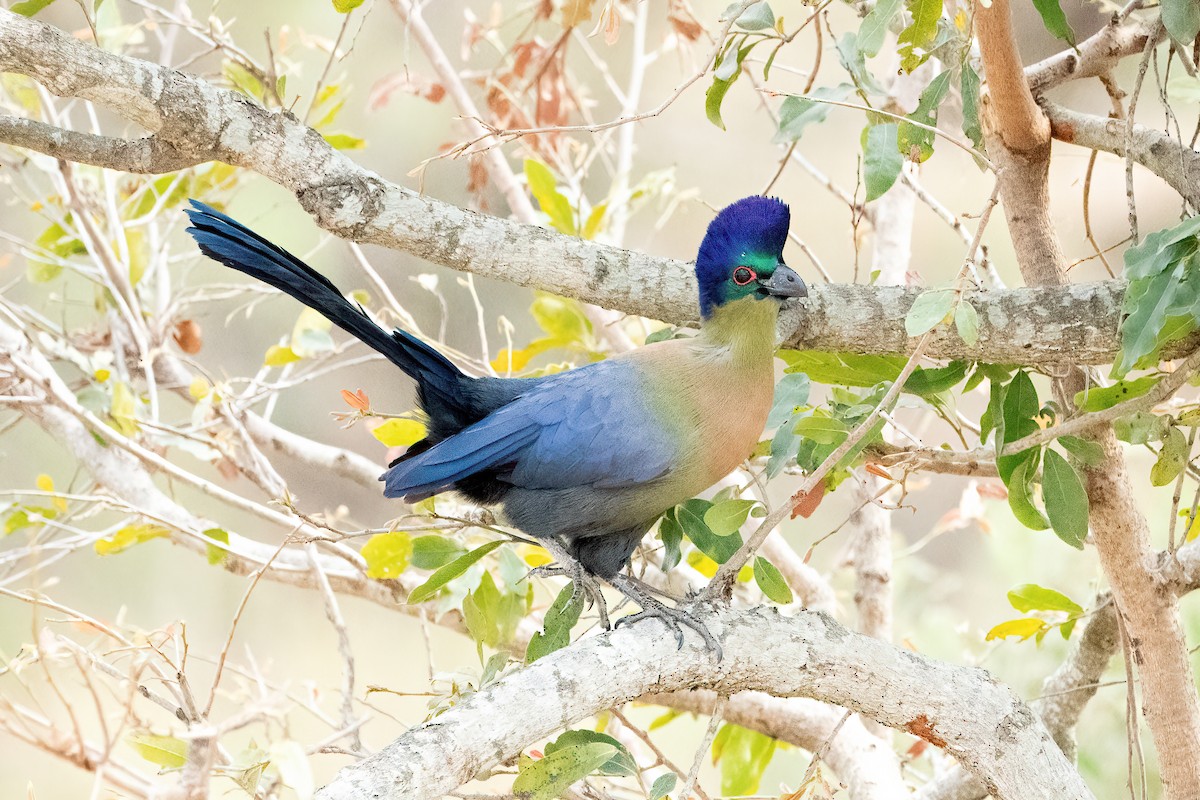 Purple-crested Turaco - ML642724299