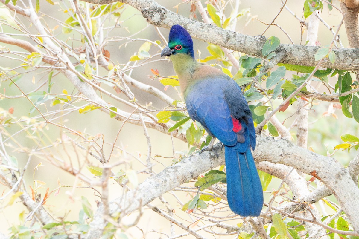 Purple-crested Turaco - ML642724300
