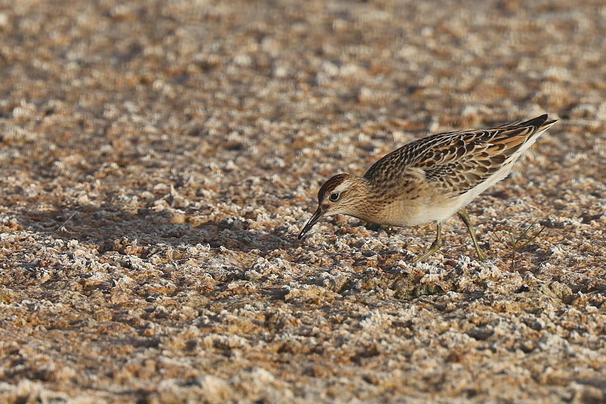 Sharp-tailed Sandpiper - ML642724317