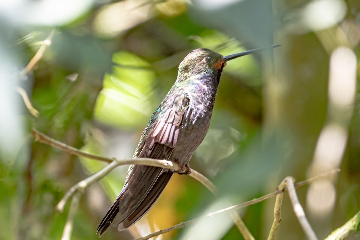 Rufous-gaped Hillstar - ML642724319