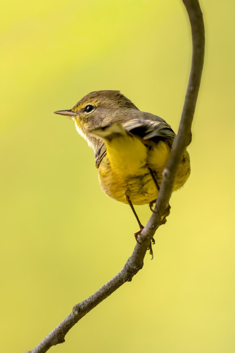Palm Warbler - ML642724320