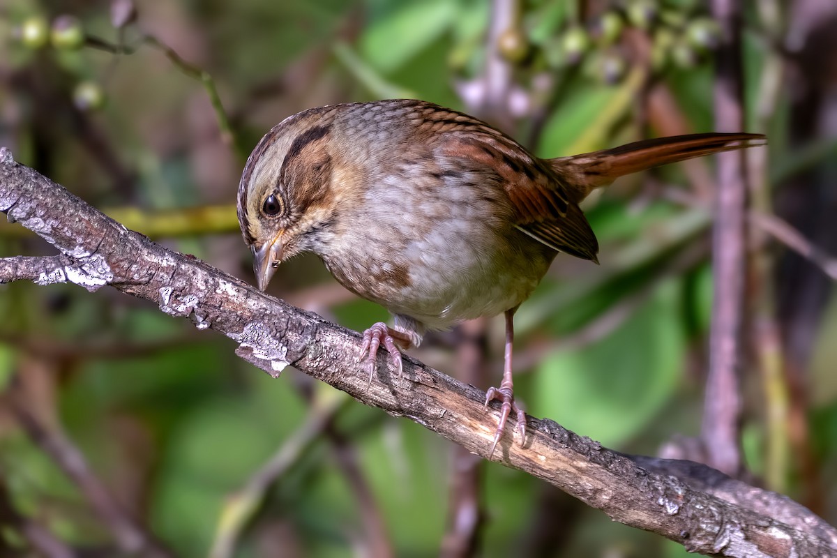 Swamp Sparrow - ML642724325