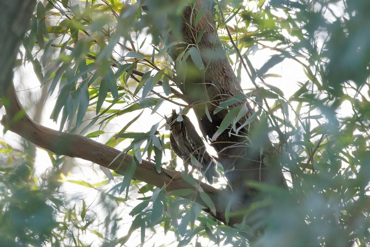 Eurasian Scops-Owl - ML642724333
